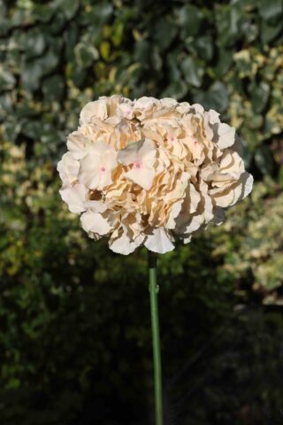 Hydrangea Extra large heads