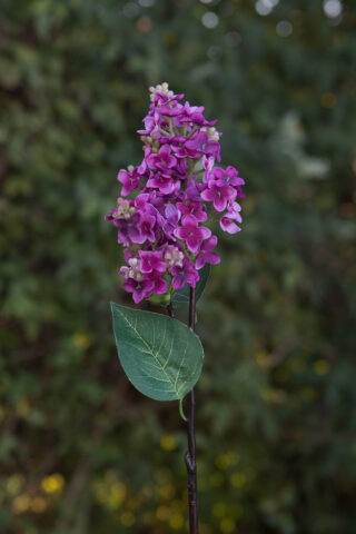 Lilacs - Short Stem