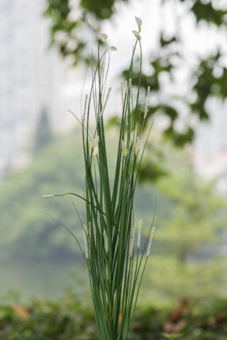 Grasses Meadow
