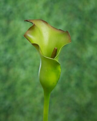 Arum Lily