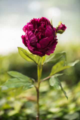 Peony - Double Full Petalled With Bud