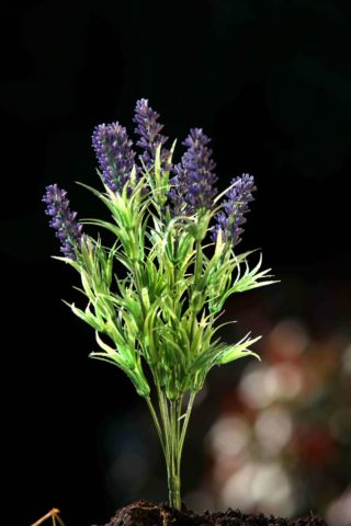 Lavender