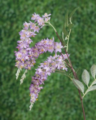 Wisteria  Branch 