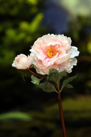 Peony - With Bud