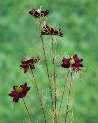 Love in the Mist ( Nigella)