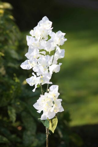 Bougainvillea