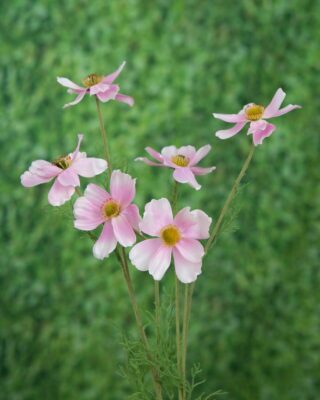 Cosmos Daisy