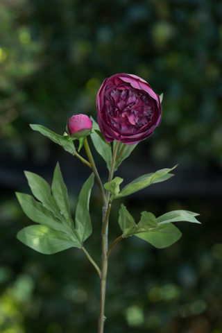 Peony - Frilled Petals