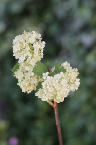 Viburnum