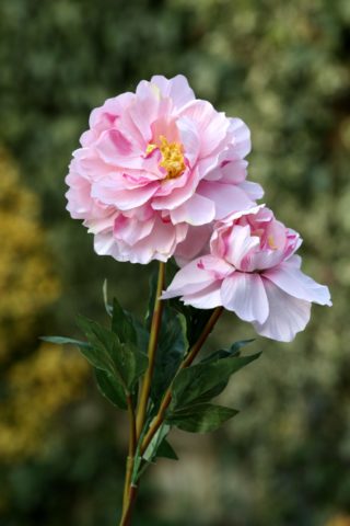Peony - Full Blown With Bud
