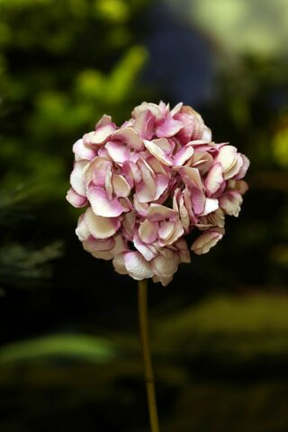 Hydrangea Med Head