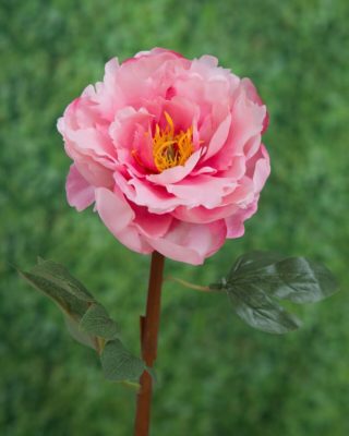 Peony - Open