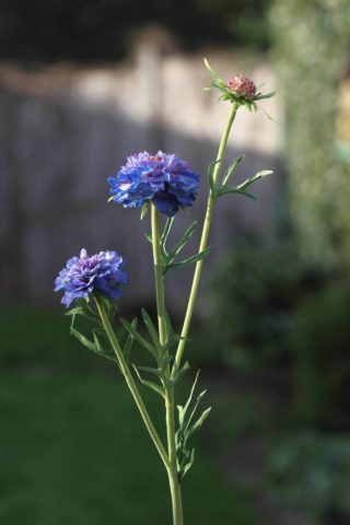 Cornflower