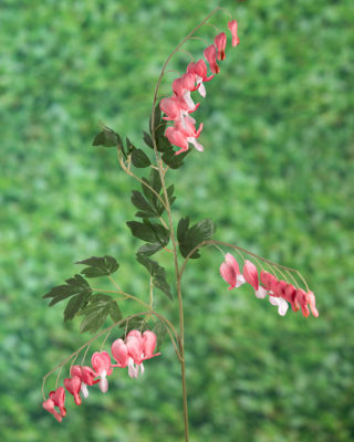 Bleeding Hearts (Dicentra)