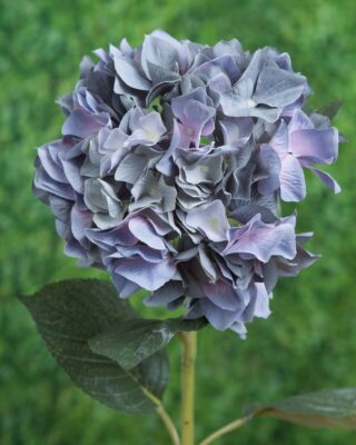 Hydrangea Large Head