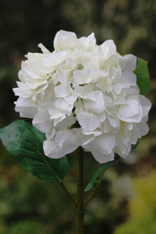 Hydrangea Large Head