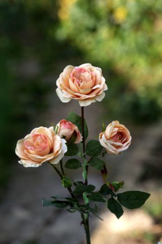 Roses - Old English Spray med