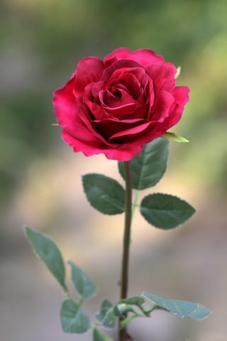 Rose - Hybrid Tea single