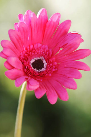 Gerbera