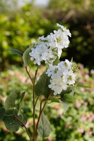 Lilac - Long Stem