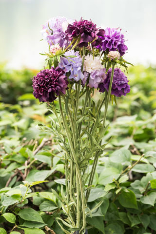 Scabious