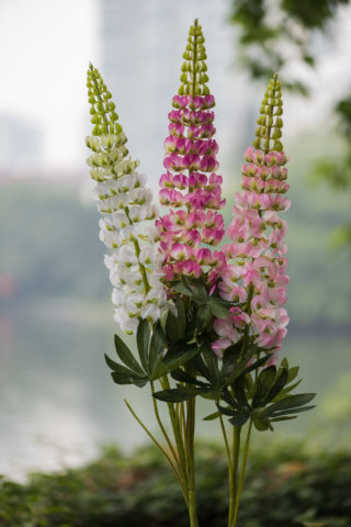 Lupins 