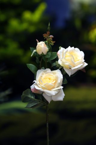 Rose Hybrid Tea Spray
