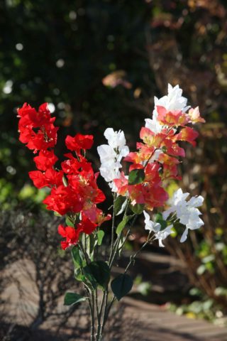 Bougainvillea