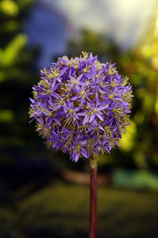 Allium - Purple - Faux