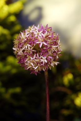 Alliums - Mixed Pinks