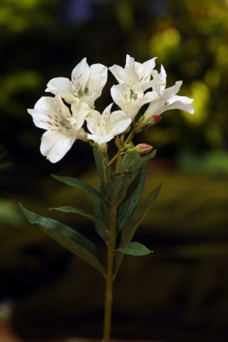 Alstroemeria Lily White