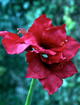 Amaryllis - Large Red
