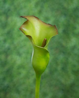 Arum Lily - Green