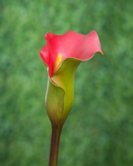 Arum Lily - Green/Bright Pink
