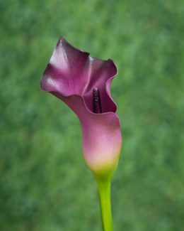 Arum Lily - Deep Purple