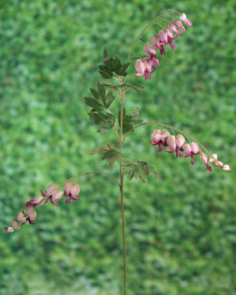 Bleeding Hearts (Dicentra) - Mauve