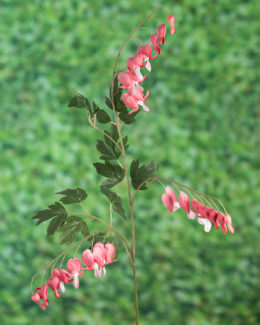 Bleeding Hearts ( Dicentra) - Pink