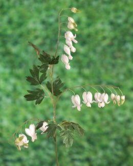 Bleeding Hearts (Dicentra) - White