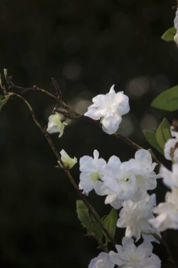 Blossom close up