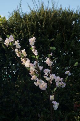 Blossom Spray - Palest  Pink