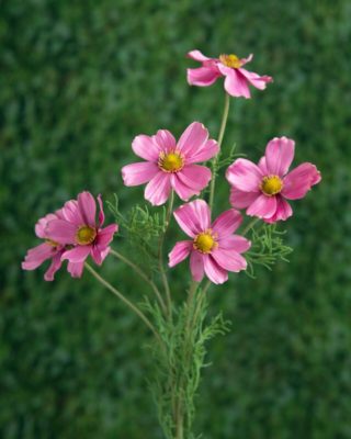 Cosmos Daisy - Dark Pink