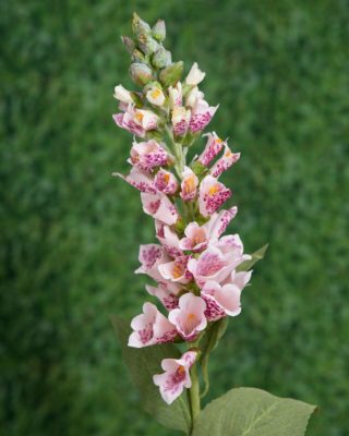 Foxglove - Mixed  Pink