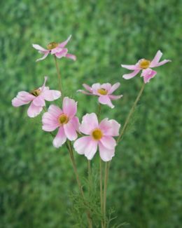 Cosmos Daisy - Pale Pink