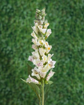 Foxgloves - Cream Speckled -