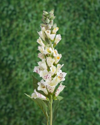 Foxgloves - Cream Speckled