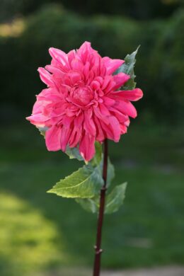 Dahlia Dark Pink