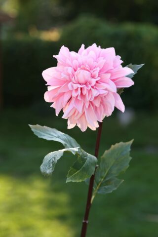 Dahlia -Light Pink