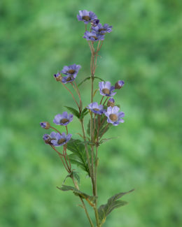 Daisy - Purple - Faux