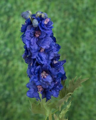 Delphinium - Double Dark Blue