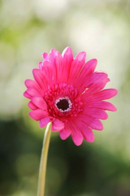 Gerbera - Dark Pink